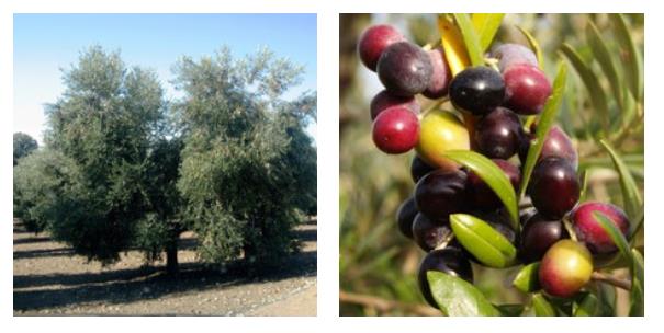 Cultivo de Olivos Arbequina en Macetas