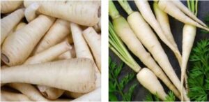 La zanahoria blanca: Origen y cultivo