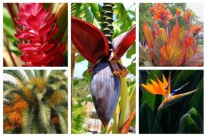 Las 5 mejores plantas tropicales para jardines de otro mundo